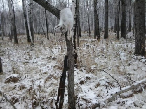 Открылся по зайке))))