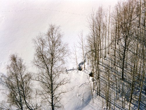 Зимовка косули в условиях глубокоснежья