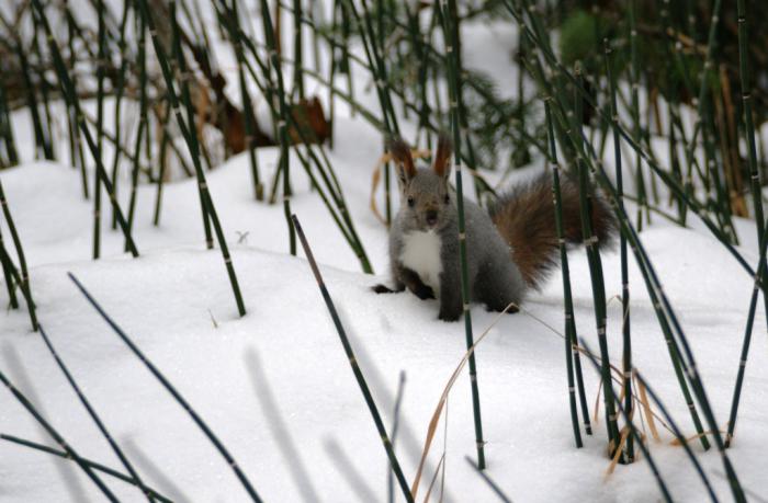 Бельчик