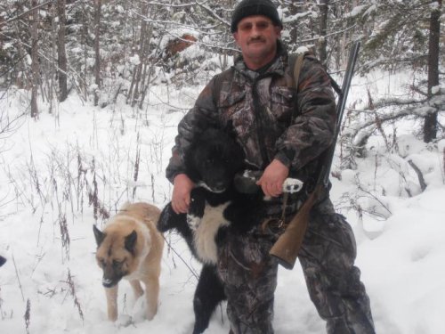 Мой волкособ Арчи. Слева старик Мартын, с которым брал берлогу и не только...
