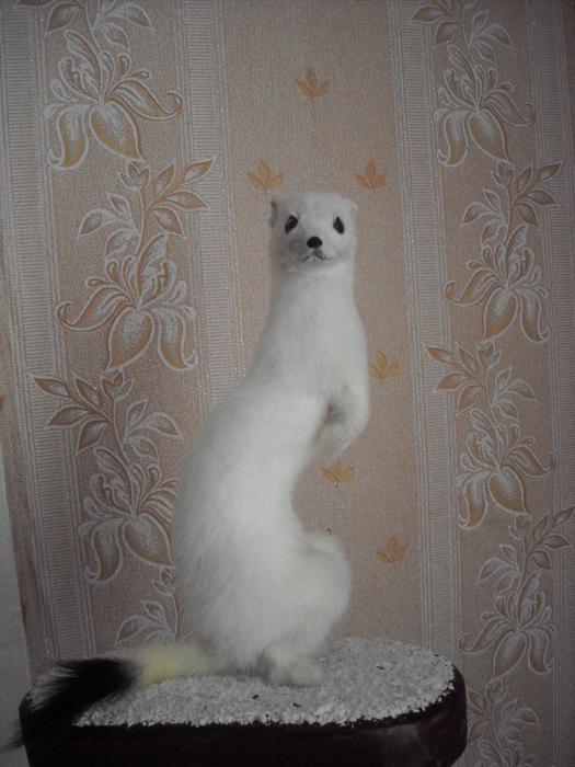 горнастай