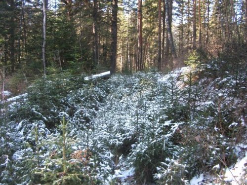 самовосстановление