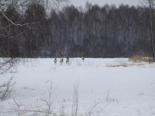 Есть еще зверь в Болотном!