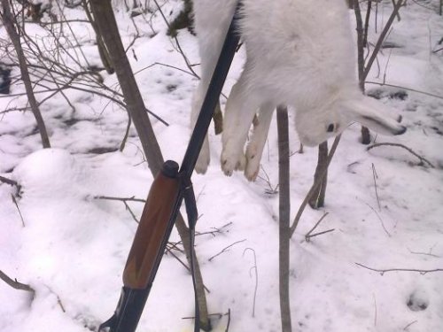 БЕЛЯЧОК