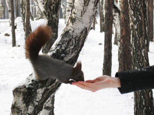 Одноглазая белка :(