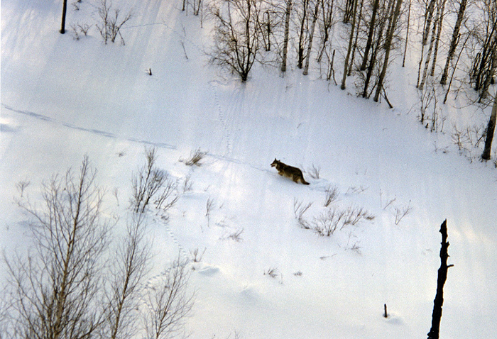 Волк
