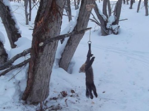 Прошлогодний Курильский кот 
