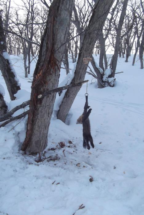 Прошлогодний Курильский кот 