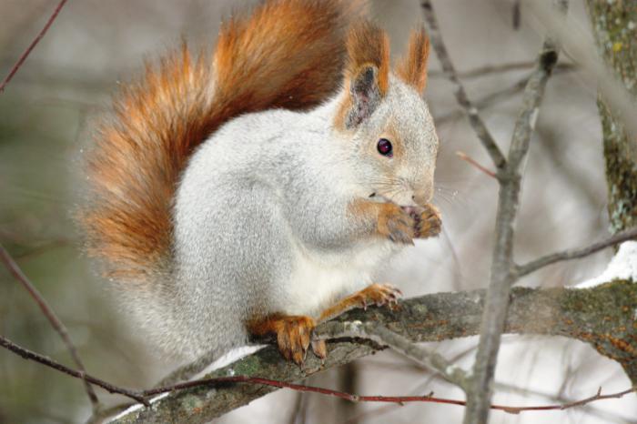 Рыжая