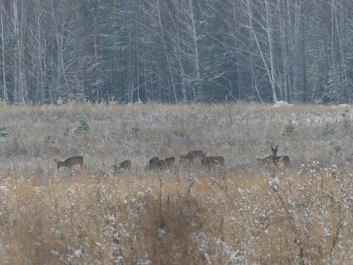Косули вышли на поле