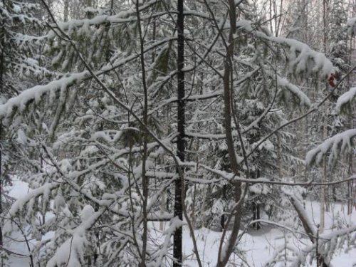 Жизнь после смерти