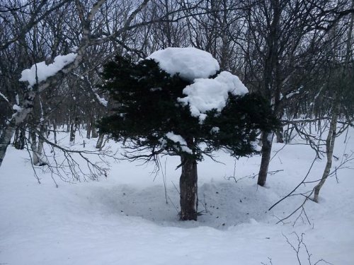 Краснокнижное  дерево с  красной древесиной. 