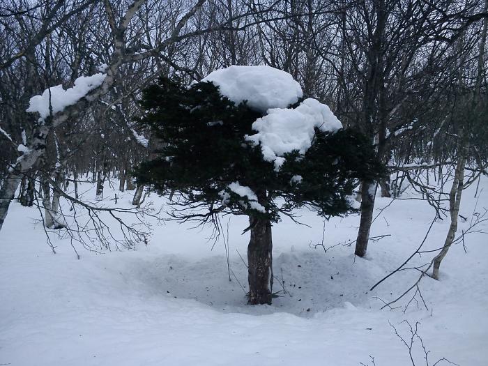 Краснокнижное  дерево с  красной древесиной. 