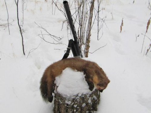 Кот на пне.