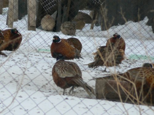 фазанЫ