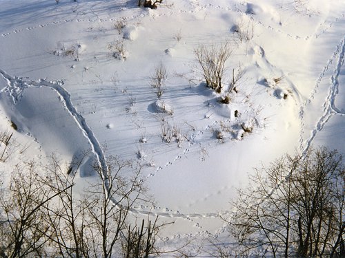 Волки прошли