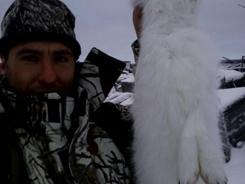 заяц(октябрь 2012)