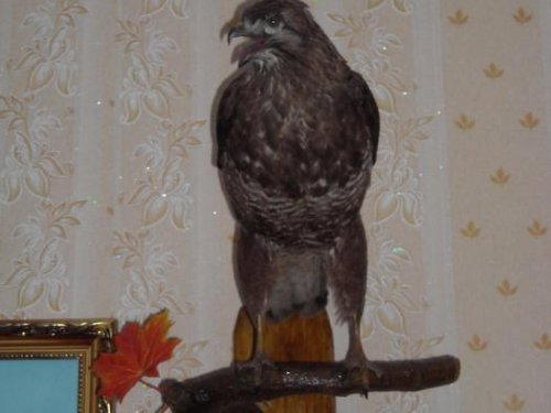канюк