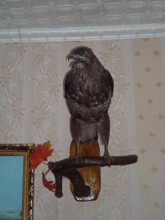 канюк
