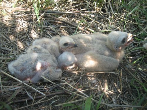 Птенцы полевого луня