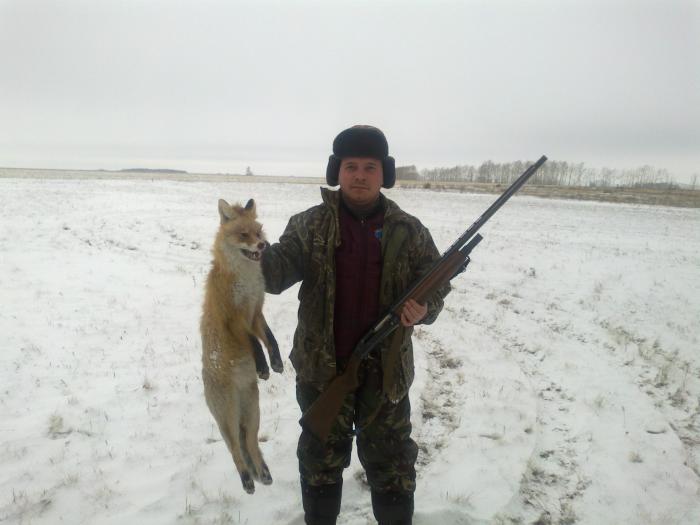 Лис