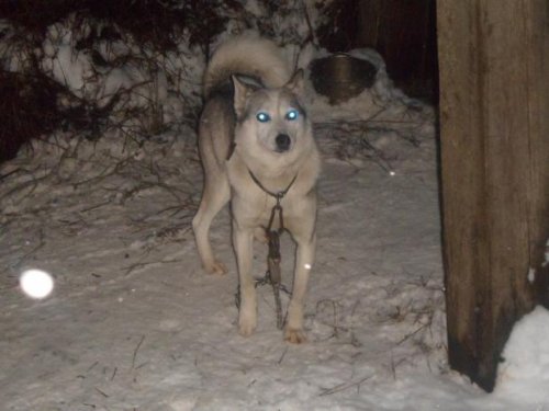 буран