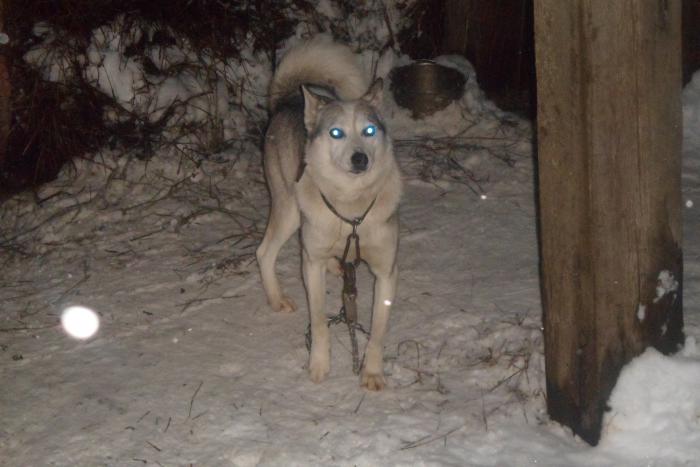 буран