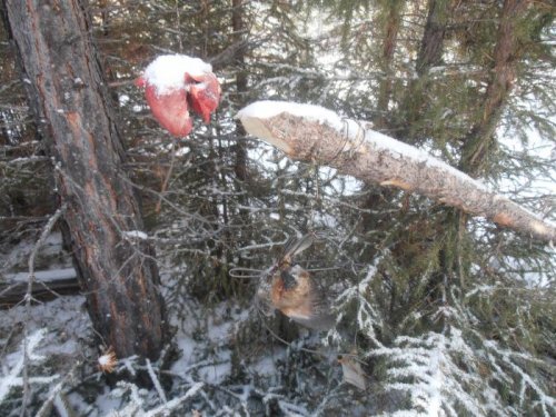 В самодельный ДКА попала кукша.  Расплата за любопытство.