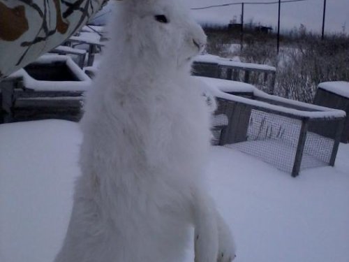 заяц(октябрь 2012)