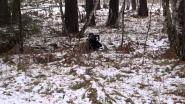 Чин пытается разобраться с глухарем