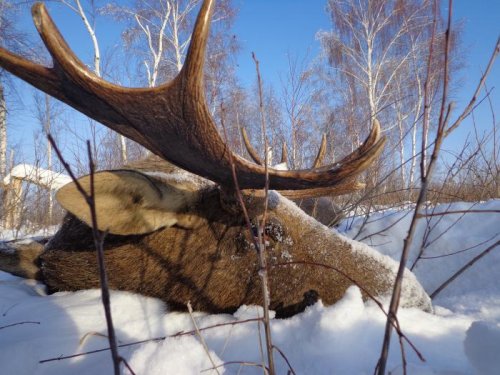 он же, в профиль
