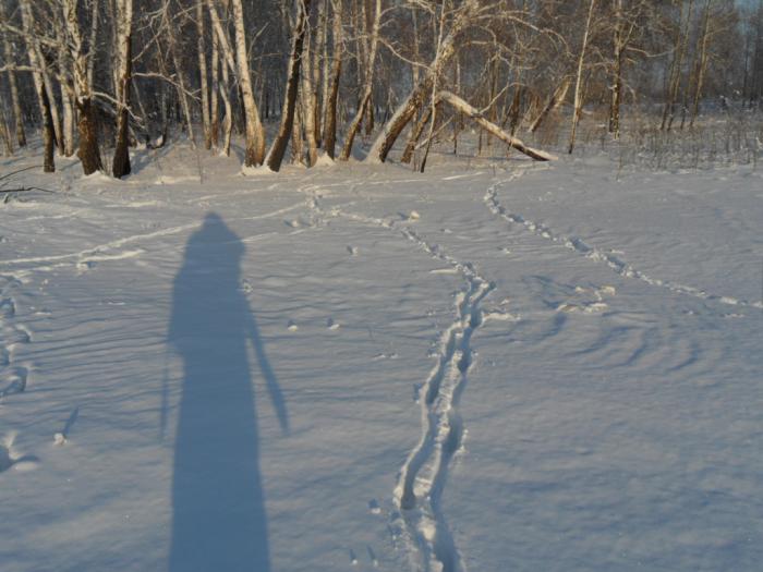 свежие следы косули