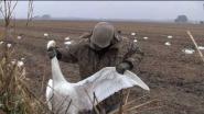 Охота на лебедя