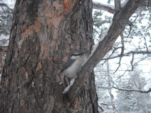 притаился