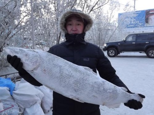К новогоднему столу. Нельма 18 кг