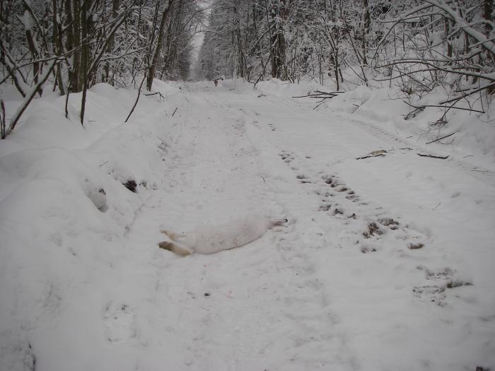 Приближение гона.