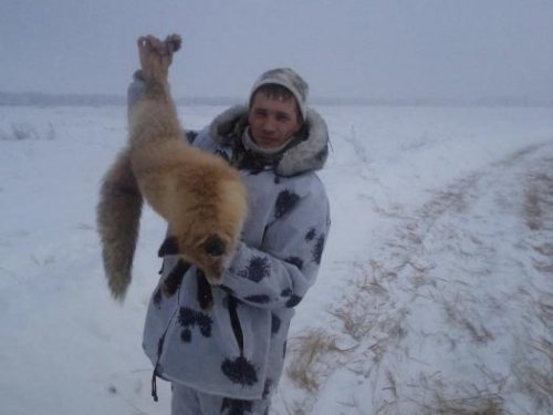 хитрый лис