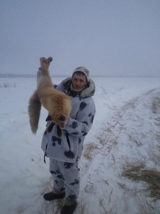 хитрый лис