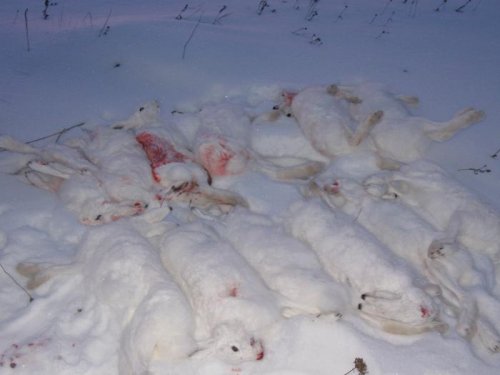 поехали на коз а настрюляли заик