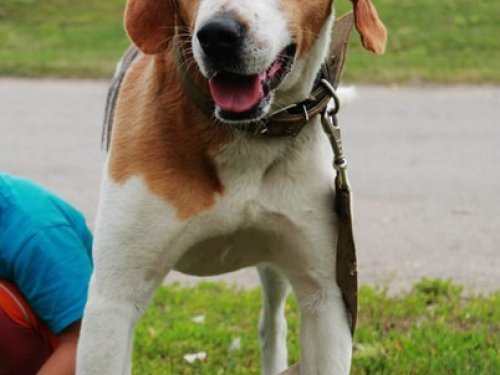 Арфа) 