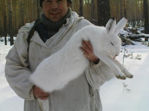 Беляк