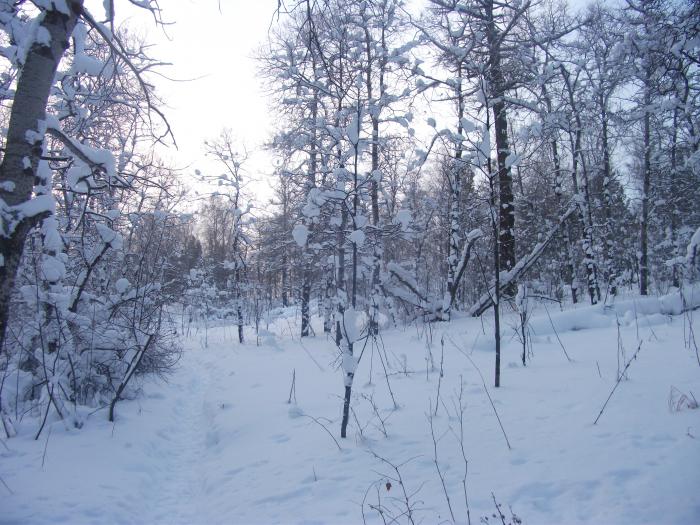 после ночного снегопада