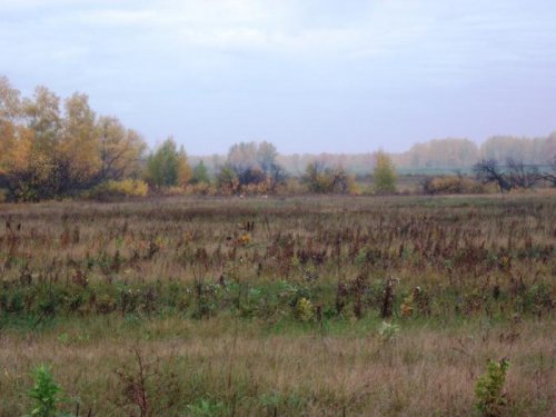 На реву. Пара сибирских ...