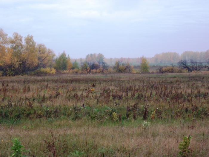 На реву. Пара сибирских ...