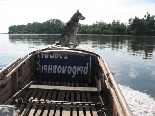Скорей! На остров!