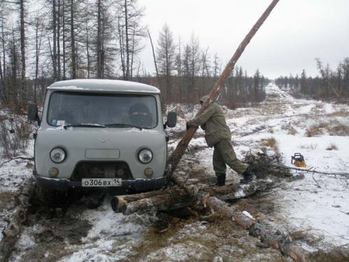 Волки!