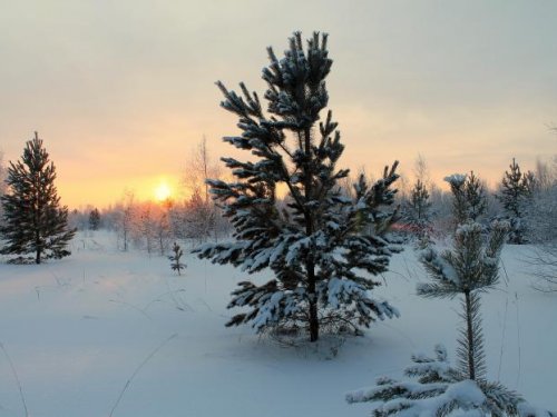 Рождественская зарисовка