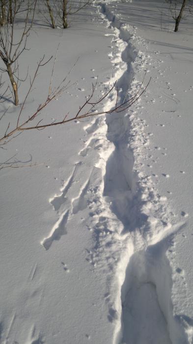 Ушел своим следом