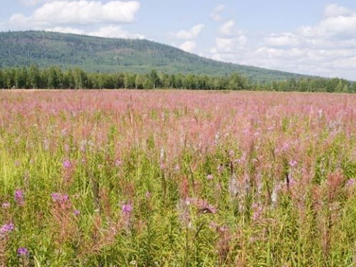 Дорога на рыбалку_Чунский район Иркутской обл.