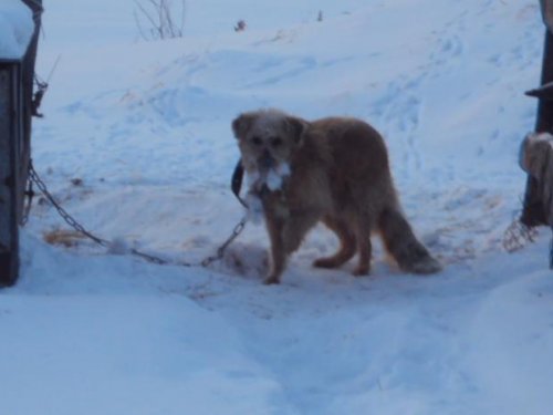 Зайцеед 